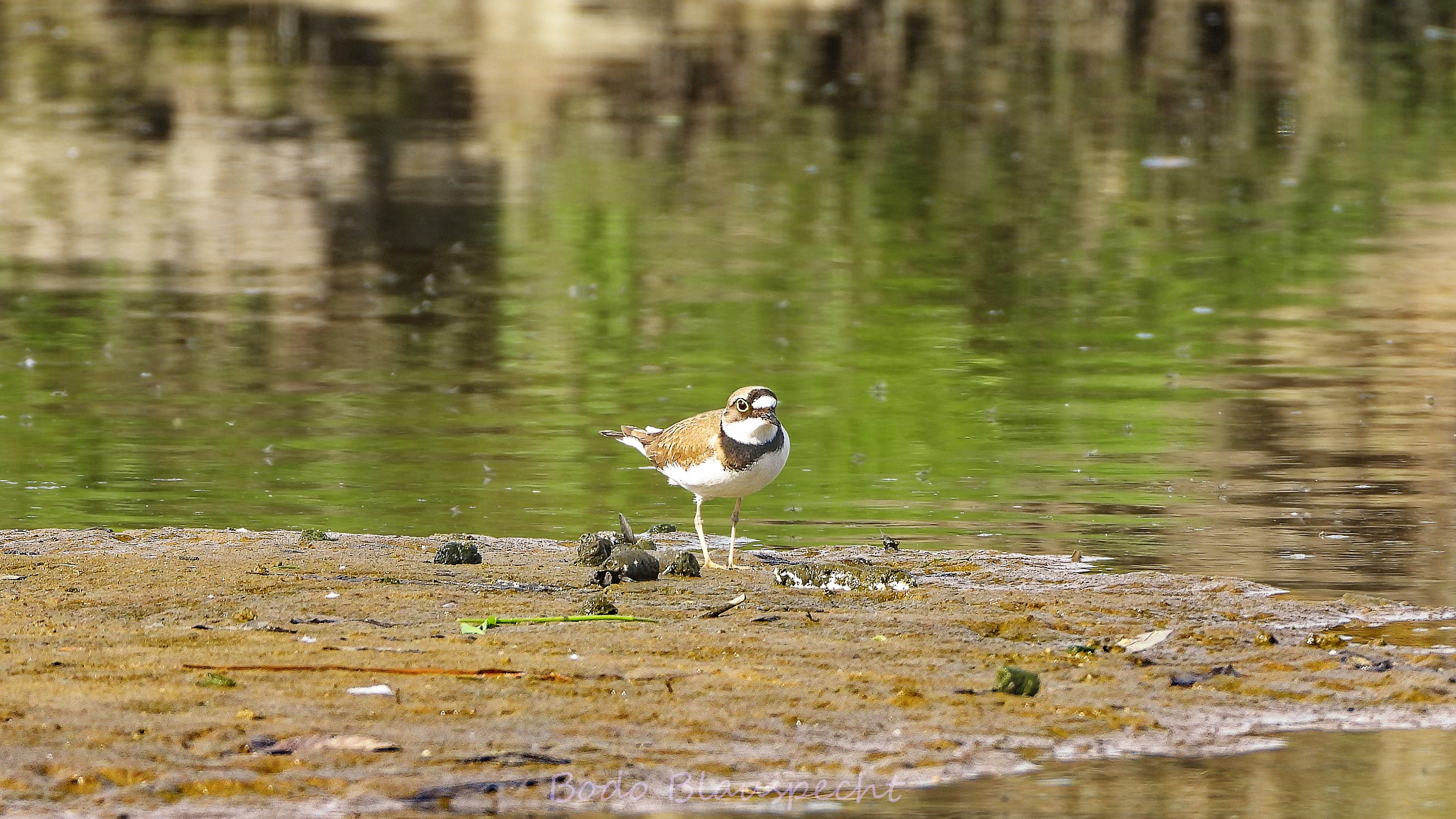 Flussregenpfeiffer   Steveraue   2025.05.14 09.25 13 HQ
